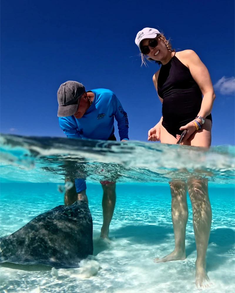 feeding stingrays