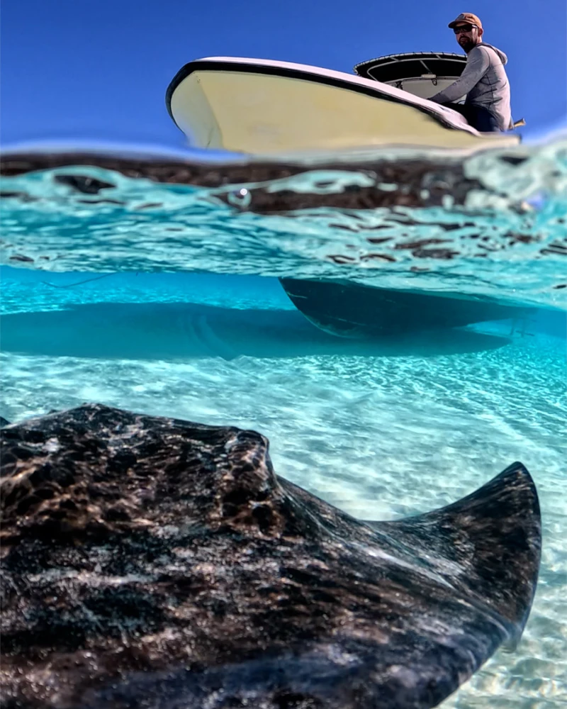 sting ray at sandbar