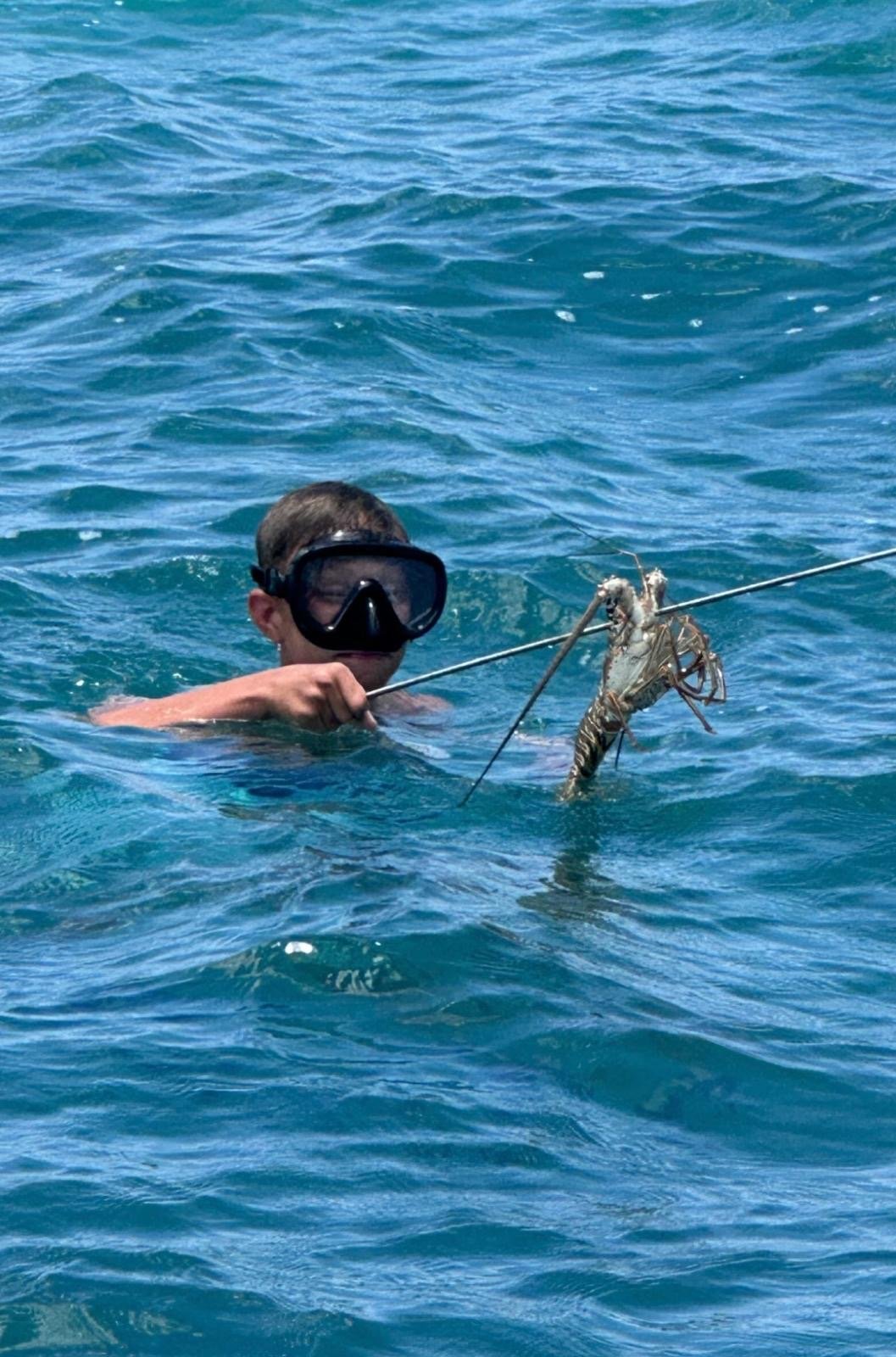 spiny lobster diving